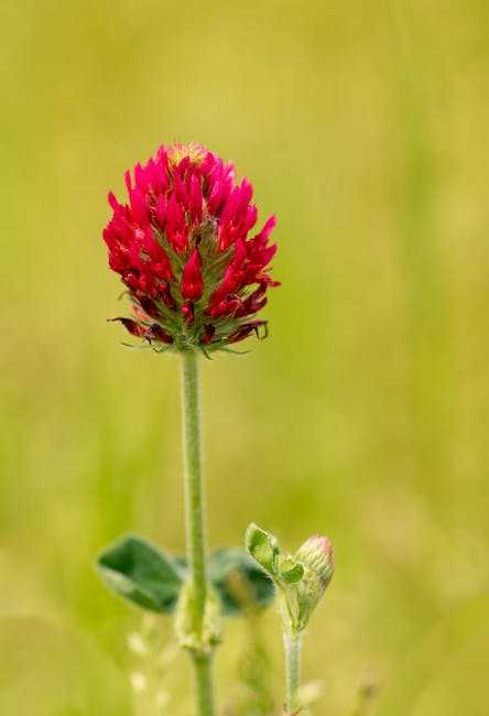 The Role of Red Clover in Menopause Management
