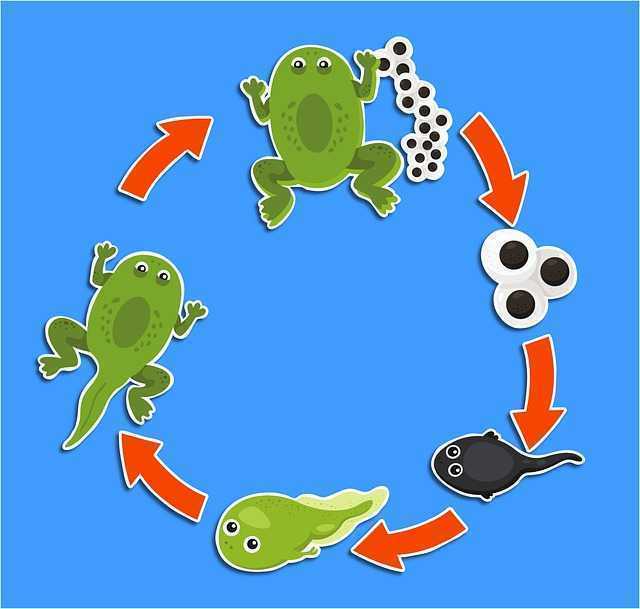 The Science of Life Cycle