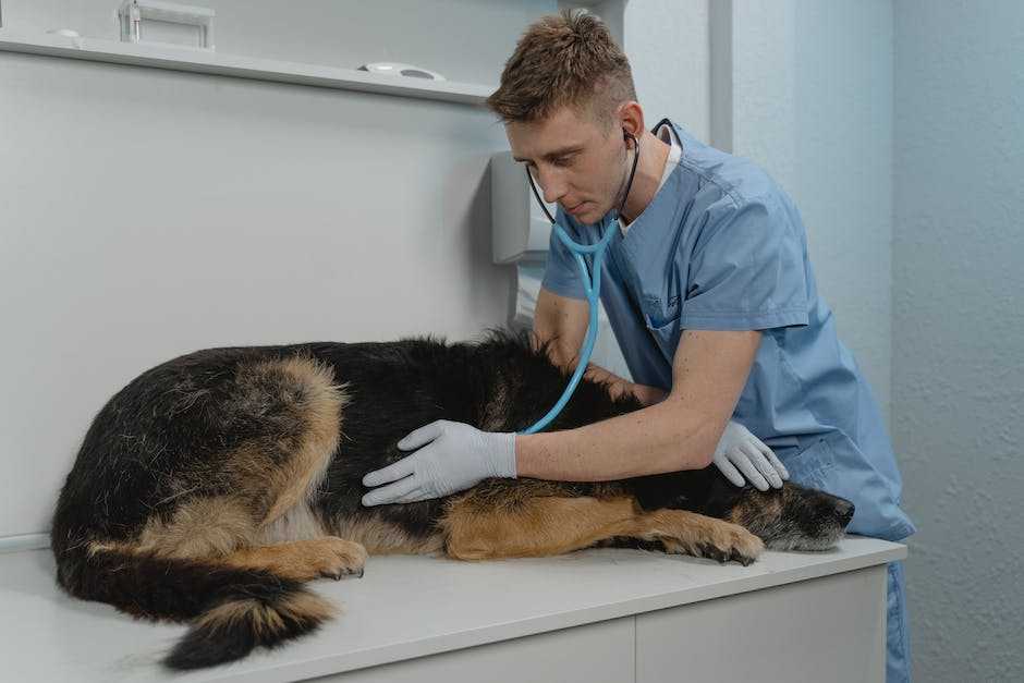 Antiparasitic Treatment for Pets: Keeping Your Furry Friends Safe and Healthy