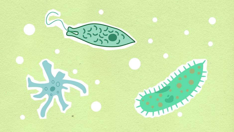 Protozoa Aquatic